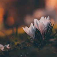 Ждём весну :: Игорь Шевченко