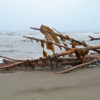 Морская капуста (ламинария) на просушке :: ИРЭН@ .