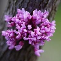 Розовый цвет :: Oleg S