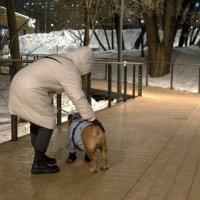 Дама с Собачкой :: юрий поляков