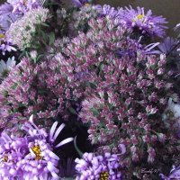 Осенние цветы :: Freddy 97