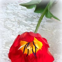 Тюльпан-цветок весенний. :: nadyasilyuk Вознюк