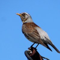 Просто дрозд. :: nadyasilyuk Вознюк