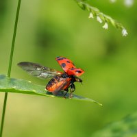 Трансформер на взлёте :: Евгений Седов