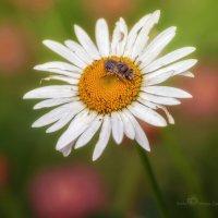 Полевая ромашка и пчела :: Игорь Сарапулов