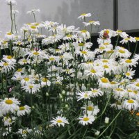 На ромашке бабочка :: Дмитрий Никитин