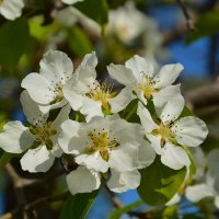 Цветение плодовых деревьев :: Валерий Медведев