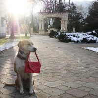 В лучах заката "дама с Амстердама" :: Маргарита Авраменко