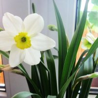 Милых женщин поздравляю с днем 8 Марта :: Татьяна Р 