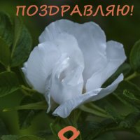 *** :: Юрий Велицкий