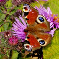 опять про бабочек...528 :: Александр Прокудин