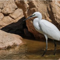 Малая белая цапля. :: Александр Григорьев