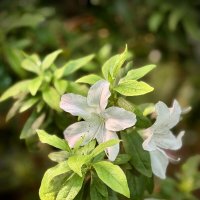 *** :: Любовь *** :: Любовь