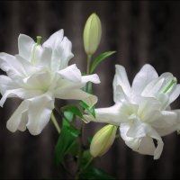 С 8 МАРТА ДОРОГИЕ ЖЕНЩИНЫ! :: Серый 