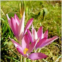 Всех женщин с праздником 8 марта! :: VasiLina *