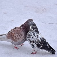 Весна. Любофф. :: Валентина  Нефёдова 