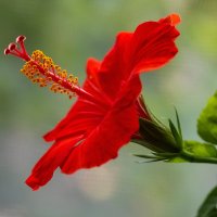 Гиби́скус :: Aleksandr .