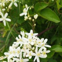 цветочек :: Наталья Штанулина