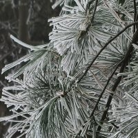 Все сосны в инее :: Мариша Все сосны в инее :: Мариша