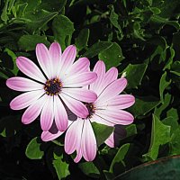 Цветы Барселоны. :: Владимир Драгунский