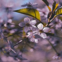 Вишня. :: Владимир Владимир