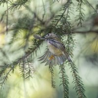 желтоголовый королек :: юрий макаров желтоголовый королек :: юрий макаров