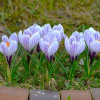 С праздником 8 марта дорогие женщины !!! :: Константин Анисимов