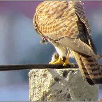 Первая мышка :: Сеня Белгородский