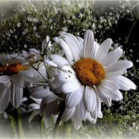 Любит не любит.... :: Aleksandr Gal