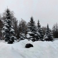 *** :: Валентина Береснева *** :: Валентина Береснева