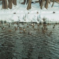 МАРТ Весна - зелёные три утки НЮ :: Владимир Максимов МАРТ Весна - зелёные три утки НЮ :: Владимир Максимов