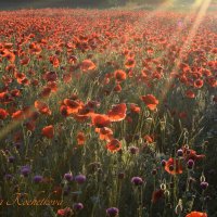 Природа Крыма :: Изумительная Космея