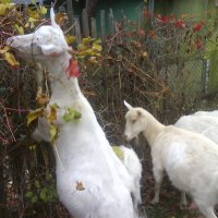 Коза и виноград :: Gen Vel