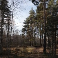 Земную жизнь пройдя до половины, Я очутился в сумрачном лесу :: Oleg S Земную жизнь пройдя до половины, Я очутился в сумрачном лесу :: Oleg S