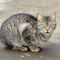 Мартовская кошка :: Андрей Снегерёв