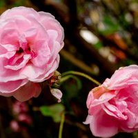 *** :: ирина )))