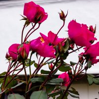 *** :: ирина )))