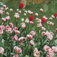 Цветы к 8 марта :: Мария К. Цветы к 8 марта :: Мария К.