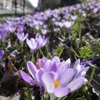 Весна пришла в город Аугсбург! :: Галина 