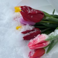 С праздником, дамы, бабулечки, мамы! Счастливы будьте, красивы всегда! Пусть в день весенний мечтате :: Savayr 