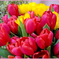 С Женским днём 8 марта! :: Лия ☼