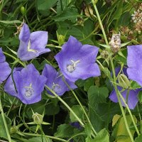 Колокольчики :: Freddy 97