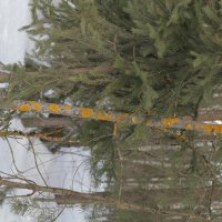 Лишайник на осине. :: Михаил Елочкин