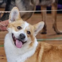 Портрет :: Анатолий Шумилин