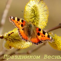 С Праздником Весны! :: Александр Прокудин