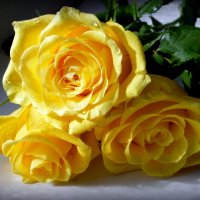 Просто розы. :: nadyasilyuk Вознюк