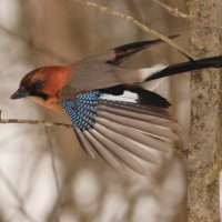 Сойка :: Владилен Панченко