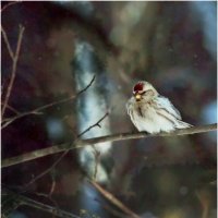 Чечётка обыкновенная :: Валентин Котляров Чечётка обыкновенная :: Валентин Котляров