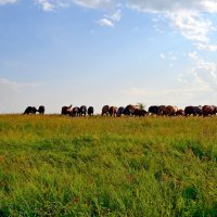 Табун уходит в небо :: Мишель71 