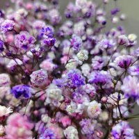 Букет :: Наталья (ShadeNataly) Мельник